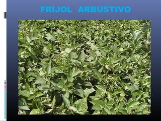 FRIJOL ARBUSTIVO
 