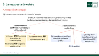 6. La respuesta de estrés
31
Antonio José Perrote Domingo
A. Respuesta fisiológica
2) Sistema neuroendocrino del estrés
-Existe un sistema del estrés que regula las respuestas
(sistema neuroendocrino del estrés) que incluye:
2 componentes
centrales (regulados por
el hipotálamo)
Hormonas CRH (hormona
liberadora de
corticotropina
Hormonas AVP (arginina-
vasopresina)
Locus coeruleus (LC)
Noradrenalina (NA)
3 componentes
periféricos
Eje hipotálamo-hipófiso-
corticosuprarrenal
(HHC)
SN simpático
Eje simpático-
medulosuprrarenal
(división del SN
simpático)
 