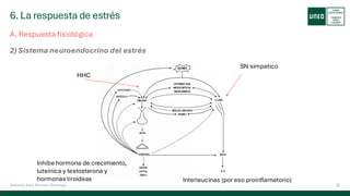 6. La respuesta de estrés
32
Antonio José Perrote Domingo
A. Respuesta fisiológica
2) Sistema neuroendocrino del estrés
Interleucinas (por eso proinflamatorio)
Inhibe hormona de crecimiento,
luteínica y testosterona y
hormonas tiroideas
HHC
SN simpatico
 