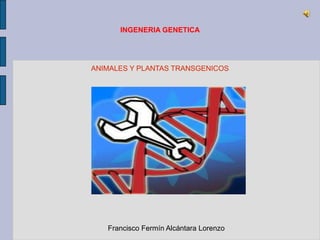 INGENERIA GENETICA
ANIMALES Y PLANTAS TRANSGENICOS
Francisco Fermín Alcántara Lorenzo
 