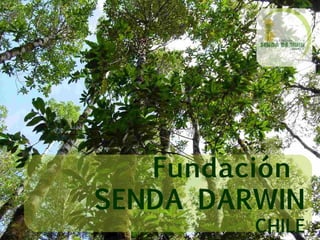 Fundaci ó n  SENDA DARWIN CHILE 