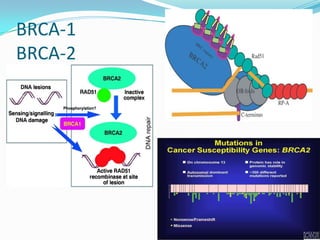 BRCA-1
BRCA-2
 