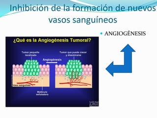 Inhibición de la formación de nuevos
vasos sanguíneos
 ANGIOGÉNESIS
 