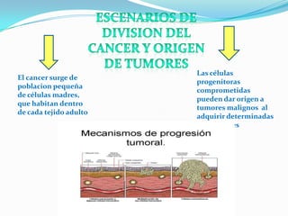 El cancer surge de
poblacion pequeña
de células madres,
que habitan dentro
de cada tejido adulto
Las células
progenitoras
comprometidas
pueden dar origen a
tumores malignos al
adquirir determinadas
propiedades
 