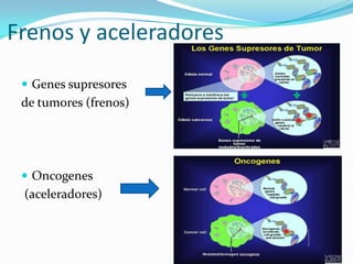 Frenos y aceleradores
 Genes supresores
de tumores (frenos)
 Oncogenes
(aceleradores)
 