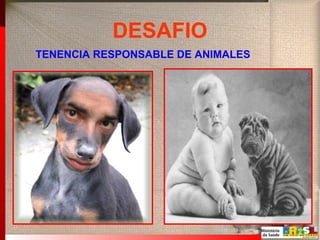 DESAFIO
TENENCIA RESPONSABLE DE ANIMALES
 