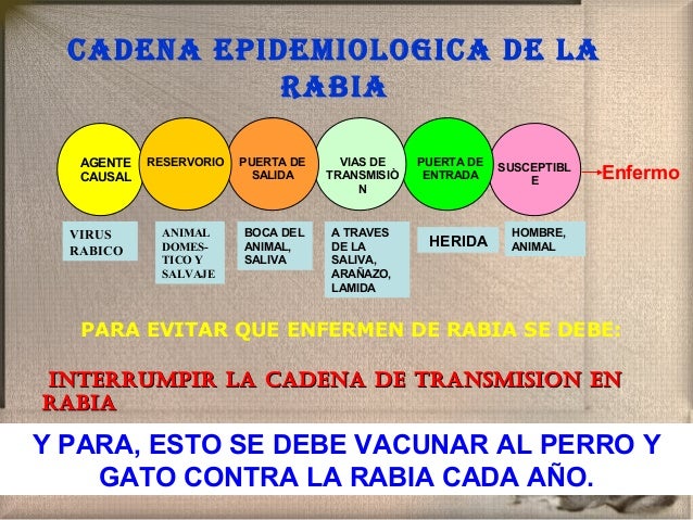 cadena epidemiologica la rabia presentacion rabia cadena epidemiologica la rabia presentacion rabia