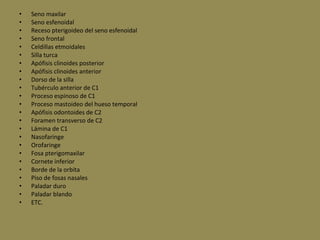 • Seno maxilar
• Seno esfenoidal
• Receso pterigoideo del seno esfenoidal
• Seno frontal
• Celdillas etmoidales
• Silla turca
• Apófisis clinoides posterior
• Apófisis clinoides anterior
• Dorso de la silla
• Tubérculo anterior de C1
• Proceso espinoso de C1
• Proceso mastoideo del hueso temporal
• Apófisis odontoides de C2
• Foramen transverso de C2
• Lámina de C1
• Nasofaringe
• Orofaringe
• Fosa pterigomaxilar
• Cornete inferior
• Borde de la orbita
• Piso de fosas nasales
• Paladar duro
• Paladar blando
• ETC.
 