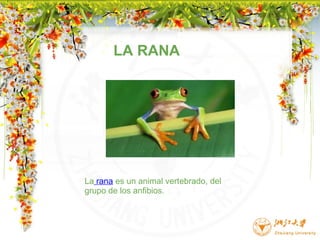 LA RANA La  rana  es un animal vertebrado, del grupo de los anfibios.                                                     