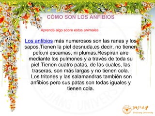 CÓMO SON LOS ANFIBIOS Los anfibios  más numerosos son las ranas y los sapos.Tienen la piel desnuda,es decir, no tienen pelo,ni escamas, ni plumas.Respiran aire mediante los pulmones y a través de toda su piel.Tienen cuatro patas, de las cuales, las traseras, son más largas y no tienen cola.   Los tritones y las salamandras también son anfibios pero sus patas son todas iguales y tienen cola.       Aprende algo sobre estos animales 