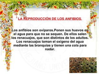 LA REPRODUCCIÓN DE LOS ANFIBIOS. Los anfibios son ovíparos.Ponen sus huevos en el agua para que no se sequen. De ellos salen los renacuajos, que son distintos de los adultos. Los renacuajos toman el oxígeno del agua mediante las branquias y tienen una cola para nadar. 