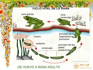       DE HUEVO A RANA ADULTA 
