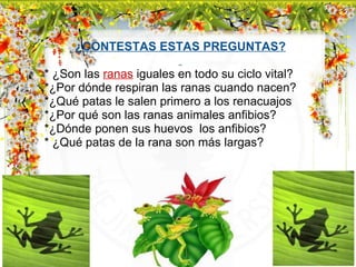 ¿CONTESTAS ESTAS PREGUNTAS?   * ¿Son las   ranas   iguales en todo su ciclo vital? *¿Por dónde respiran las ranas cuando nacen? *¿Qué patas le salen primero a los renacuajos *¿Por qué son las ranas animales anfibios?  *¿Dónde ponen sus huevos  los anfibios? * ¿Qué patas de la rana son más largas?  