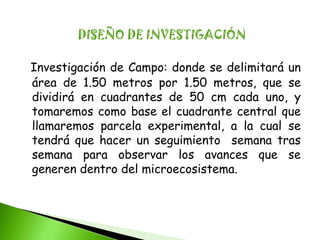 DISEÑO DE INVESTIGACIÓN

Investigación de Campo: donde se delimitará un
área de 1.50 metros por 1.50 metros, que se
dividirá en cuadrantes de 50 cm cada uno, y
tomaremos como base el cuadrante central que
llamaremos parcela experimental, a la cual se
tendrá que hacer un seguimiento semana tras
semana para observar los avances que se
generen dentro del microecosistema.
 