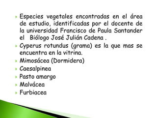    Especies vegetales encontradas en el área
    de estudio, identificadas por el docente de
    la universidad Francisco de Paula Santander
    el Biólogo José Julián Cadena .
   Cyperus rotundus (grama) es la que mas se
    encuentra en la vitrina.
   Mimosácea (Dormidera)
   Caesalpinea
   Pasto amargo
   Malvácea
   Furbiacea
 