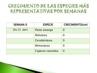 SEMANA 0            ESPECIE       CRECIMIENTO(cm)
Día 23 abril   Pasto amargo       0
               Malvácea           0
               Cesalpinácea       0
               Mimosácea          0
               Cyperus rotundus   0
 