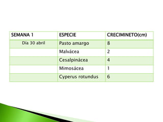 SEMANA 1          ESPECIE            CRECIMINETO(cm)
   Día 30 abril   Pasto amargo       8
                  Malvácea           2
                  Cesalpinácea       4
                  Mimosácea          1
                  Cyperus rotundus   6
 