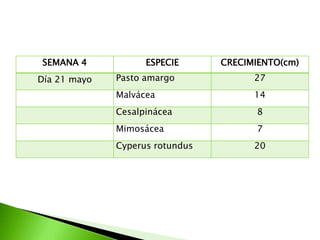 SEMANA 4            ESPECIE      CRECIMIENTO(cm)
Día 21 mayo   Pasto amargo             27
              Malvácea                 14
              Cesalpinácea             8
              Mimosácea                7
              Cyperus rotundus         20
 