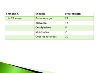 Semana 5      Especie            crecimiento
día 28 mayo   Pasto amargo       27
              malvácea           14
              Cesalpinácea       8
              Mimosácea          7
              Cyperus rotundus   20
 