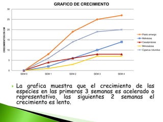 GRAFICO DE CRECIMIENTO
                     30



                     25
CRECIMIENTOS EN CM




                     20

                                                                                 Pasto amargo
                                                                                 Malvácea
                     15
                                                                                 Cesalpinácea
                                                                                 Mimosácea
                     10                                                          Cyperus rotundus



                      5



                      0
                               SEM 0    SEM 1         SEM 2    SEM 3     SEM 4




                             La grafica muestra que el crecimiento de las
                              especies en las primeras 3 semanas es acelerado o
                              representativo, las siguientes 2 semanas el
                              crecimiento es lento.
 