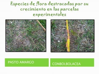PASTO AMARGO
               CONBOLBOLACEA
 