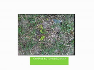 CYPERUS ROTUNDUS(GRAMA
 
