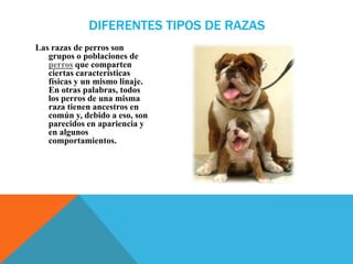 DIFERENTES TIPOS DE RAZAS
Las razas de perros son
   grupos o poblaciones de
   perros que comparten
   ciertas características
   físicas y un mismo linaje.
   En otras palabras, todos
   los perros de una misma
   raza tienen ancestros en
   común y, debido a eso, son
   parecidos en apariencia y
   en algunos
   comportamientos.
 