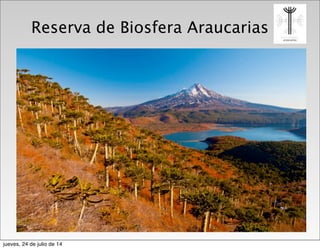 Reserva de Biosfera Araucarias
jueves, 24 de julio de 14
 