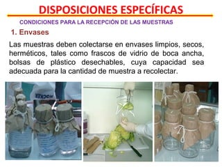 DISPOSICIONES ESPECÍFICAS
CONDICIONES PARA LA RECEPCIÓN DE LAS MUESTRAS
1. Envases
Las muestras deben colectarse en envases limpios, secos,
herméticos, tales como frascos de vidrio de boca ancha,
bolsas de plástico desechables, cuya capacidad sea
adecuada para la cantidad de muestra a recolectar.
 
