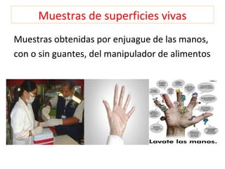 Muestras de superficies vivas
Muestras obtenidas por enjuague de las manos,
con o sin guantes, del manipulador de alimentos
 
