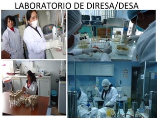 LABORATORIO DE DIRESA/DESA
 
