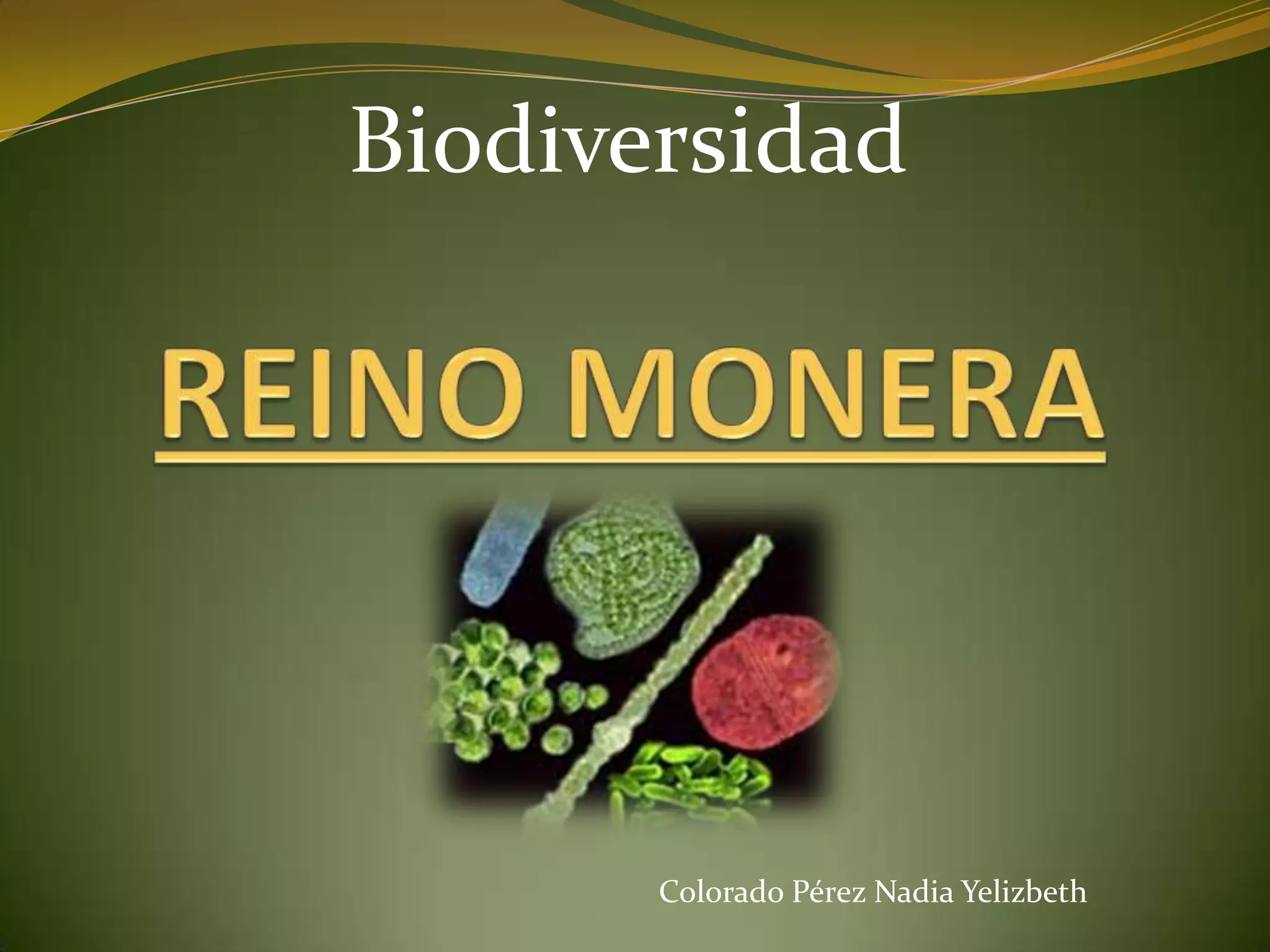 Reino monera | PPTX
