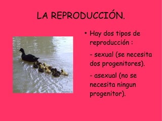 LA REPRODUCCIÓN.
        ●
            Hay dos tipos de
            reproducción :
            - sexual (se necesita
            dos progenitores).
            - asexual (no se
            necesita ningun
            progenitor).
 