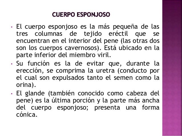 El miembro viril después de la operación fimoza