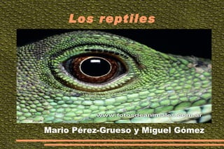Los reptiles ,[object Object]