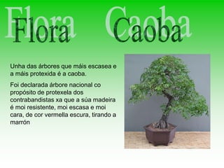 Unha das árbores que máis escasea e
a máis protexida é a caoba.
Foi declarada árbore nacional co
propósito de protexela dos
contrabandistas xa que a súa madeira
é moi resistente, moi escasa e moi
cara, de cor vermella escura, tirando a
marrón
 