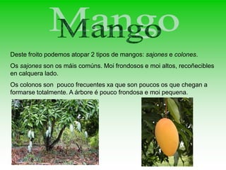 Deste froito podemos atopar 2 tipos de mangos: sajones e colones.
Os sajones son os máis comúns. Moi frondosos e moi altos, recoñecibles
en calquera lado.
Os colonos son pouco frecuentes xa que son poucos os que chegan a
formarse totalmente. A árbore é pouco frondosa e moi pequena.
 