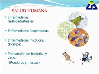 SALUD HUMANA Enfermedades Gastrointestinales Enfermedades Respiratorias. Enfermedades micóticas. (Hongos) Transmisión de Bacterias y virus. (Roedores y moscas) 