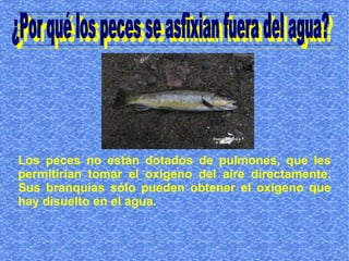 Los peces no están dotados de pulmones, que les
permitirían tomar el oxígeno del aire directamente.
Sus branquias sólo pueden obtener el oxígeno que
hay disuelto en el agua.
 