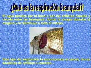 El agua penetra por la boca o por los orificios nasales y
circula entre las branquias, donde la sangre absorbe el
oxígeno y lo distribuye a todo el cuerpo.




Este tipo de respiración lo encontramos en peces, larvas
acuáticas de anfibios e insectos...
 