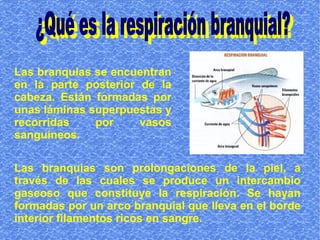 Las branquias se encuentran
en la parte posterior de la
cabeza. Están formadas por
unas láminas superpuestas y
recorridas    por     vasos
sanguíneos.

Las branquias son prolongaciones de la piel, a
través de las cuales se produce un intercambio
gaseoso que constituye la respiración. Se hayan
formadas por un arco branquial que lleva en el borde
interior filamentos ricos en sangre.
 