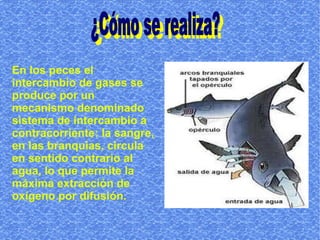 En los peces el
intercambio de gases se
produce por un
mecanismo denominado
sistema de intercambio a
contracorriente: la sangre,
en las branquias, circula
en sentido contrario al
agua, lo que permite la
máxima extracción de
oxígeno por difusión.
 