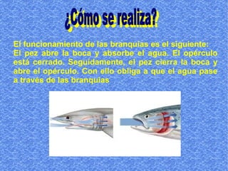 El funcionamiento de las branquias es el siguiente:
El pez abre la boca y absorbe el agua. El opérculo
está cerrado. Seguidamente, el pez cierra la boca y
abre el opérculo. Con ello obliga a que el agua pase
a través de las branquias
 