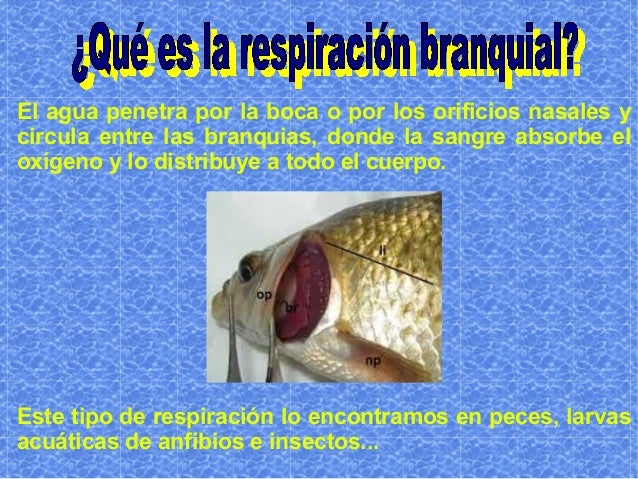Presentacion respiración branquial