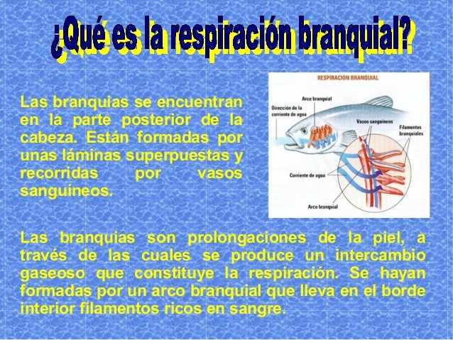 Presentacion respiración branquial