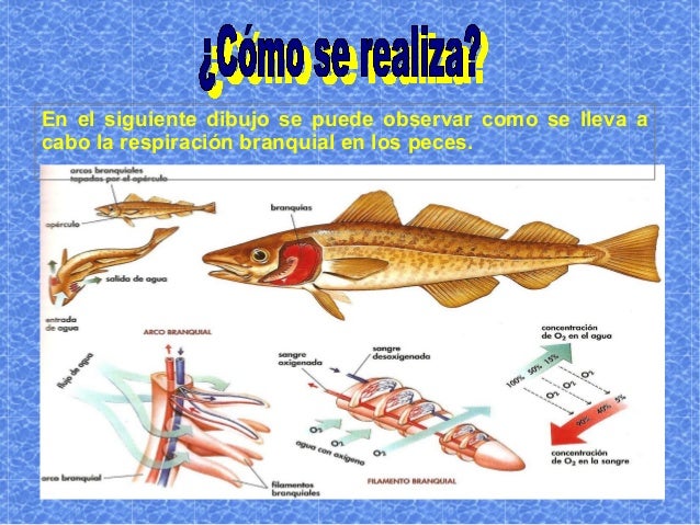 Presentacion Respiracion Branquial