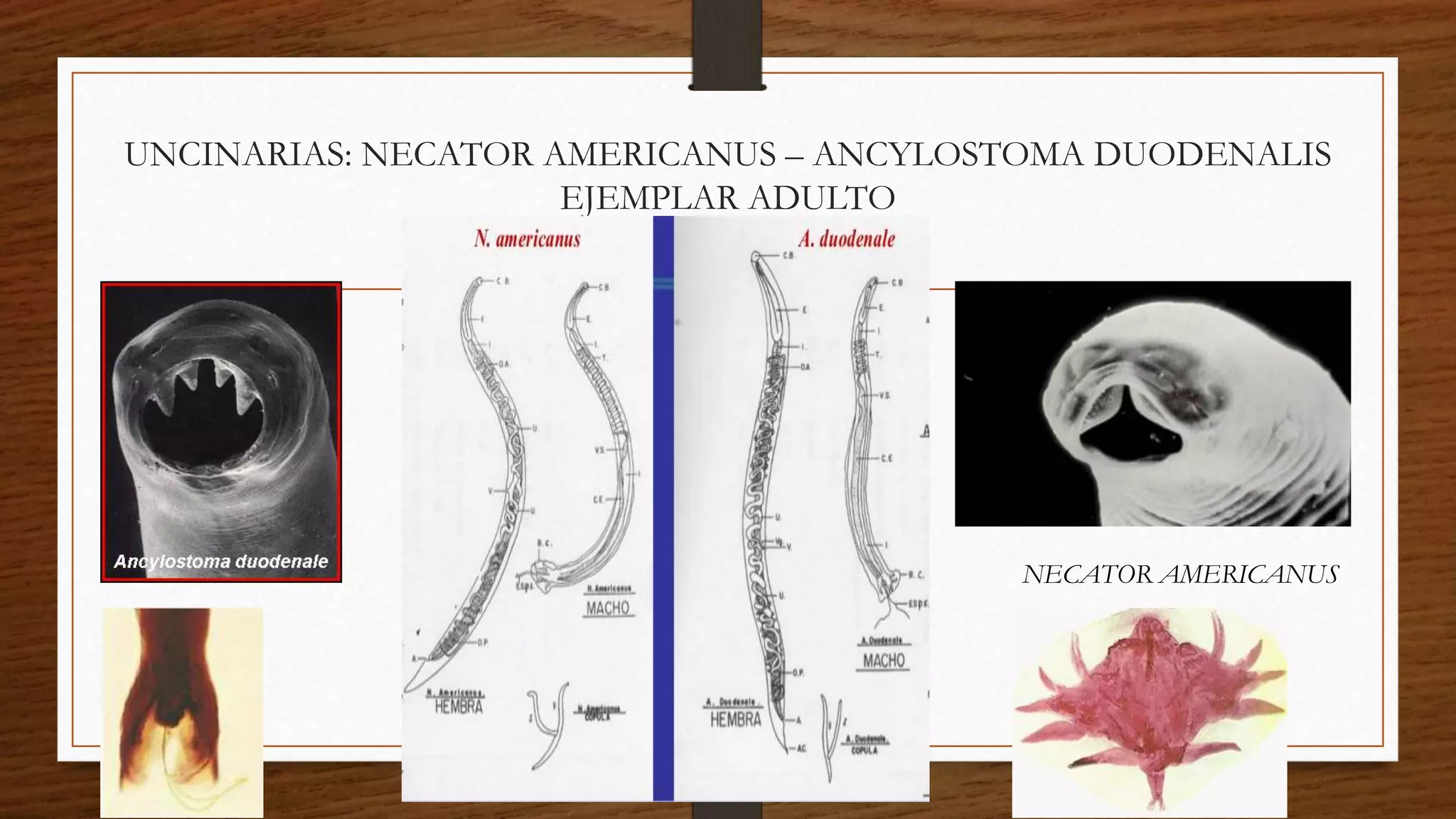 PARASITOLOGIA - Presentacion resumen helmintos intestinales nematodos | PPT