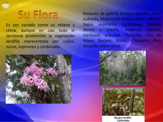 Es tan variada como su relieve y
clima, aunque en casi todo el
territorio predomine la vegetación
xerófila representada por cujíes,
tunas, espinares y cardonales.
bosques de galería Bosque xerófilo, selva
nublada, Matorrales densos altos y densos
bajos, espinares, cardonales, Bosque
denso y medio, matorral, páramo
hierbazal, arbustal, Orquídea Flor de
Mayo, Bucare, Roble, Chaparro, Palo
Amarillo entre otros.
 