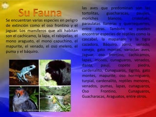 Se encuentran varias especies en peligro
de extinción como el oso frontino y el
jaguar. Los mamíferos que allí habitan
son el cachicamo, la lapa, el rabipelao, el
mono araguato, el mono capuchino, el
mapurite, el venado, el oso melero, el
puma y el báquiro.
las aves que predominan son las
tortolitas, guacharacas, paujíes,
moriches blancos, cristofués,
paraulatas llaneras y querrequerres,
entre otras. También se pueden
encontrar especies de réptiles como la
cascabel, la mapanare y la tigra
cazadora, Báquiro, zorro, venado,
conejo, gato montés, variadas aves,
Jaguar, oso frontino, cachicamos,
lapas, monos, cunaguaros, venados,
danta, paují, copete piedra,
cardenalito, Cunaguaros, tigrito, gato
montes, mapurite, oso hormiguero,
turpial, cardenalito, reptiles menores,
venados, pumas, lapas, cunaguaros,
Oso Frontino, Cunaguaros,
Guacharacas, Araguatos, entre otros.
 