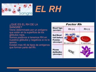 EL RH
¿QUE ES EL RH DE LA
SANGRE?
Viene determinado por un antígeno
que están en la superficie de los
glóbulos rojos.
Somos positivos si tenemos RH en
nuestros glóbulos y negativos si no lo
somos.
Existen mas 40 de tipos de antígenos
que forman parte del Rh.
 